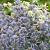 Eryngium pl. 'Blauer Zwerg' Pot 9 cm