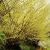 Corylopsis pauciflora Pot 10 liter