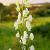 Aconitum septentrionale 'Ivorine' Pot 9 cm