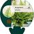 Dryopteris wallichiana Pot 9 cm