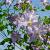 Clematis 'Blue Angel' Pot 2 Liter