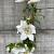 Clematis 'Destiny' Pot 2 Liter