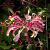 Lonicera per. 'Serotina' Pot 2 Liter