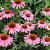 Echinacea p. 'Augustkönigin' Pot 9 cm