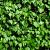 Hedera hibernica Pot 3 Liter 175 - 200 cm