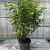 Prunus l. 'Angustifolia' Pot 10 liter 80 - 100 cm