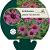 Echinacea p. 'Fatal Attraction' Pot 9 cm