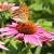 Echinacea p. 'Fatal Attraction' Pot 9 cm