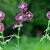 Geranium ph. 'Klepper' Pot 9 cm