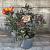 Alstroemeria Indian Summer Pot 5 Liter 