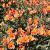 Alstroemeria Indian Summer Pot 5 Liter 