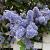 Ceanothus del. 'Gloire de Versaille Pot 2 Liter