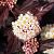 Physocarpus opulif. Little Joker Pot 3 Liter 