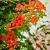 Campsis tagliab. 'Indian Summer' Pot 2 Liter