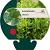 Levisticum officinale Pot 9 cm