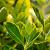 Euonymus jap. 'Aureus' Pot 10 liter