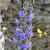 Echium vulgare Pot 9 cm