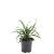 Liriope muscari 'Big Blue' Pot 1,5 liter