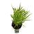 Hakonechloa macra Pot 2 Liter