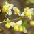 Epimedium versic. 'Sulphureum' Pot 9 cm