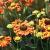 Helenium 'Rauchtopas' Pot 9 cm