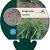 Eragrostis spectabilis Pot 9 cm