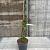 Hydrangea petiolaris Pot 5 Liter 60 - 80 cm