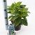 Hydrangea s. 'Bluebird' Pot 2 Liter