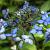 Hydrangea s. 'Bluebird' Pot 2 Liter