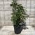 Prunus l. 'Angustifolia' Pot 10 liter 60 - 80 cm
