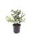 Spiraea jap. 'Froebelii' Pot 1,5 liter