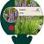 Liatris spicata Pot 9 cm