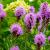 Liatris spicata Pot 9 cm