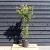 Acer palmatum Pot 12 liter 125 - 150 cm