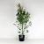 Acer palmatum Pot 12 liter 100 - 125 cm