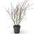 Acer palmatum Pot 12 liter 100 - 125 cm