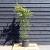 Acer palmatum Pot 15 liter 200 - 225 cm