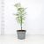 Acer pal. 'Dissectum' Pot 5 Liter 40 - 50 cm
