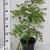 Acer pal. 'Dissectum' Pot 7,5 Liter 60 - 80 cm