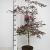 Acer pal. 'Garnet' Pot 7,5 Liter 60 - 80 cm