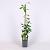 Akebia quinata 'Cream Form' Pot 2 Liter