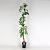 Campsis t. 'Mme Galen' Pot 5 Liter 150 - 175 cm