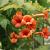 Campsis t. 'Mme Galen' Pot 5 Liter 150 - 175 cm