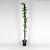 Clematis alpina Pot 5 Liter 150 - 175 cm