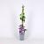 Clematis 'Etoile de Malicorne' Pot 2 Liter