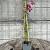 Clematis 'Madame Julia Correvon' Pot 2 Liter