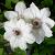 Clematis 'Miss Bateman' Pot 2 Liter80 - 100 cm