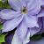 Clematis 'Mrs Cholmondeley' Pot 2 Liter