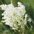 Filipendula vulgaris Pot 9 cm