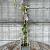 Clematis 'Piilu' Pot 2 Liter